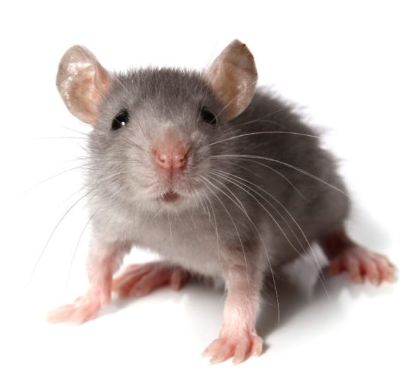 Get rid of rodents quickly